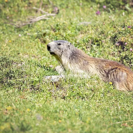 Appartement Résidence Ancolie