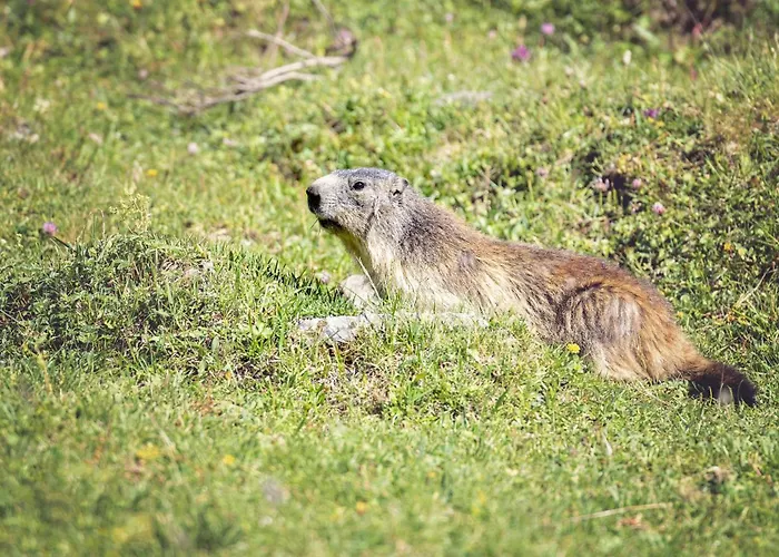 Appartamento Résidence Ancolie